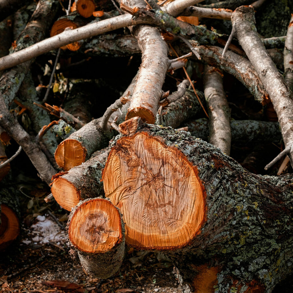 Arbre abattu par Arbroparc