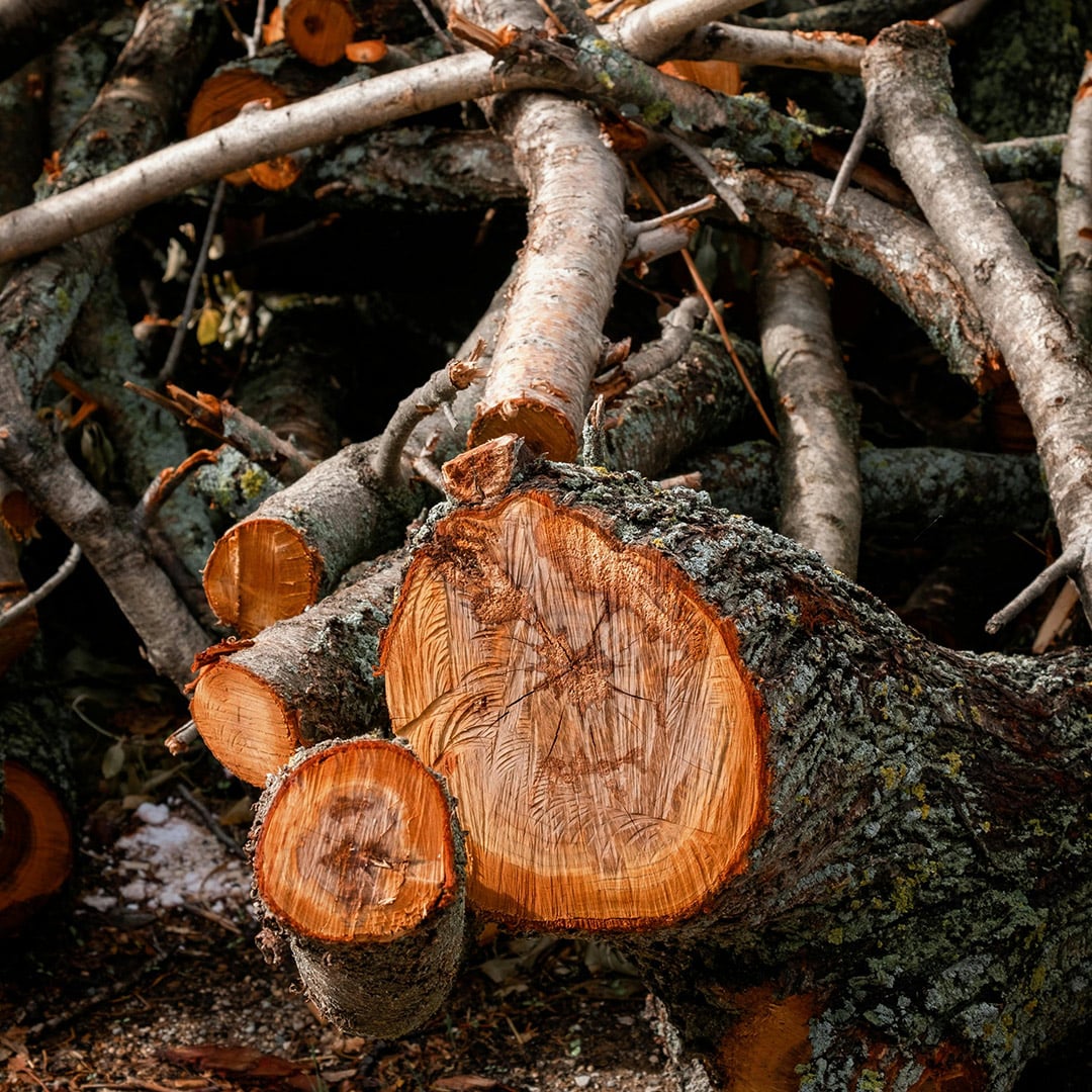 Arbre abattu par Arbroparc