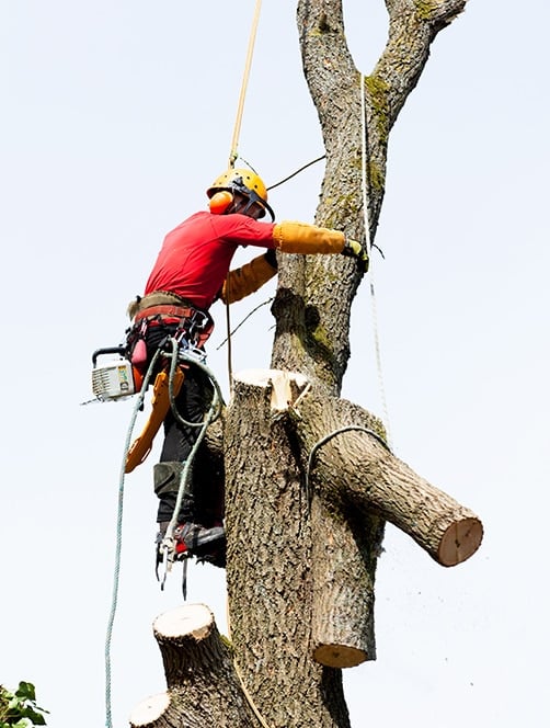 abattage d'arbre par Arbroparc
