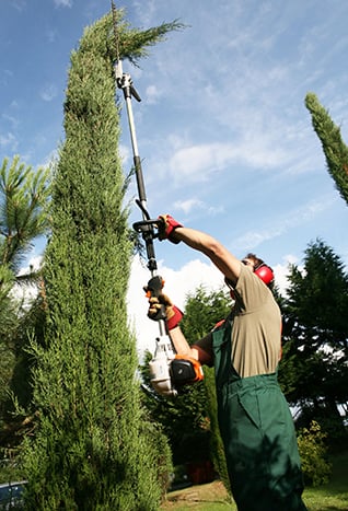 Taille d'arbuste par Arbroparc par un élagueur, jardinier.