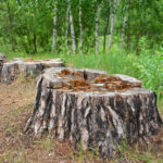 souche d'un arbre. Projet dessouchage par Arbroparc