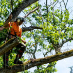 Elagage d'arbre par un élagueur d'Arbroparc. Paris et Idf