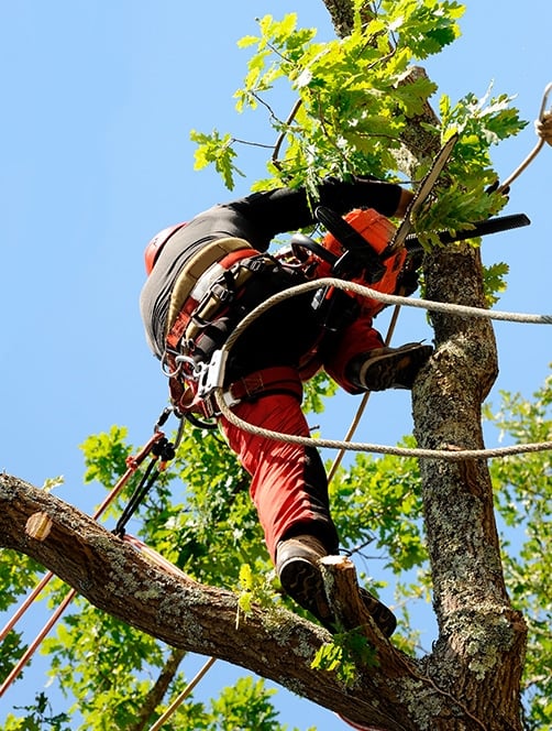 élagage d'arbre par un élagueur d'Arbroparc