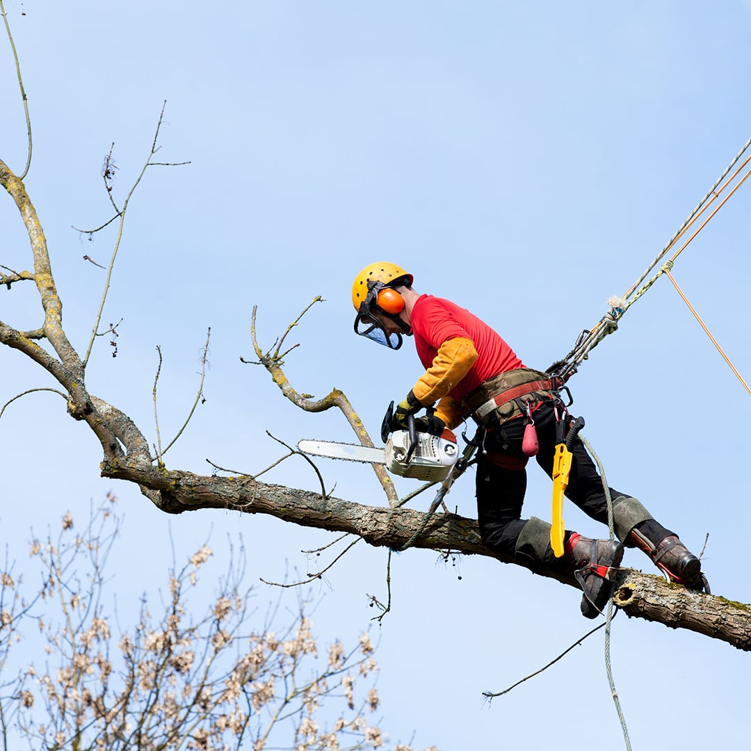 un élagueur d'Arbroparc en plein travail sur un arbre